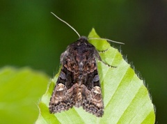 Lyktebærerfly (Euplexia lucipara)