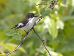 Svarthvit fluesnapper (Ficedula hypoleuca)