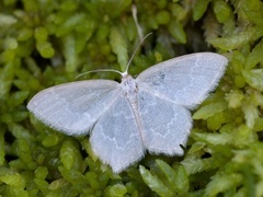 Blåbærbladmåler (Jodis putata)