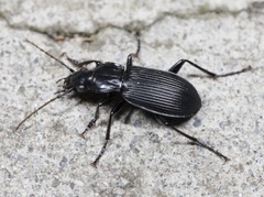 Pterostichus niger