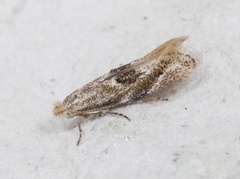 Bucculatrix demaryella