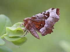 Praktmånemåler (Selenia tetralunaria)