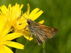 Engsmyger (Ochlodes sylvanus)