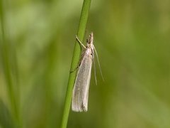 Sølvnebbmott (Crambus perlella)