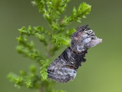 Grått neslefly (Abrostola tripartita)