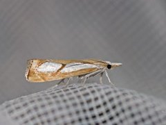 Toflekket nebbmott (Catoptria pinella)