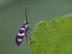 Micropterix aureatella