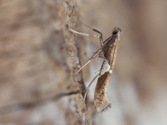 Caloptilia stigmatella