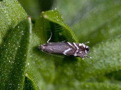 Glyphipterix equitella