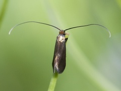 Cauchas rufimitrella