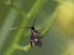 Cauchas fibulella