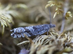 Røsslyngsigdvikler (Ancylis unguicella)