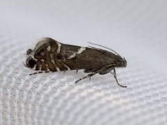 Glyphipterix haworthana