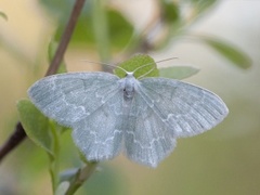 Blåbærbladmåler (Jodis putata)