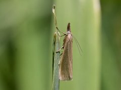 Sølvnebbmott (Crambus perlella)