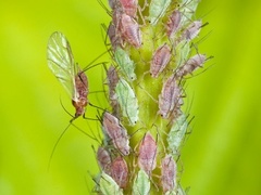 Macrosiphum rosae