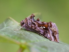 Fiolettbrunt metallfly (Autographa pulchrina)