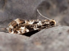 Vedkjukemøll (Nemapogon cloacella)