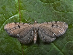 Humledvergmåler (Eupithecia assimilata)