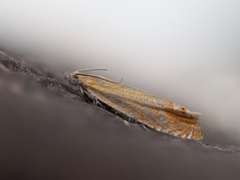 Perikumvikler (Lathronympha strigana)