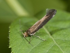 Rognebærmøll (Argyresthia conjugella)