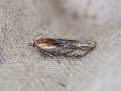 Tistelengvikler (Eucosma cana)