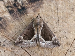 Blåbærnebbfly (Hypena crassalis)