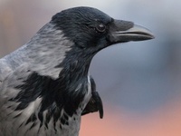 Kråke (Corvus cornix)