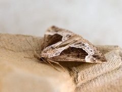 Blåbærnebbfly (Hypena crassalis)