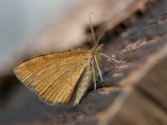 Brun buemåler (Macaria brunneata)