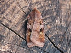 Rødfrynset teglfly (Diarsia brunnea)