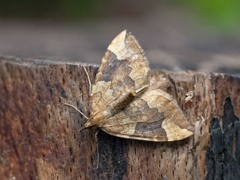 Blåbærmåler (Eulithis populata)