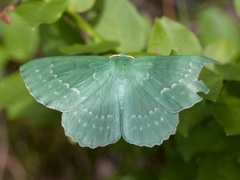 Kjempebladmåler (Geometra papilionaria)