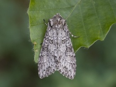 Grått hakefly (Polia nebulosa)