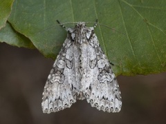 Grått hakefly (Polia nebulosa)