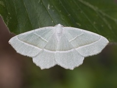 Løvskogmåler (Campaea margaritaria)