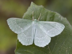 Kjempebladmåler (Geometra papilionaria)