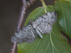 Blåbærblomstmåler (Pasiphila debiliata)