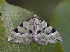 Svartflekket olivenmåler (Colostygia pectinataria)