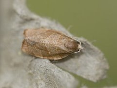 Hvithodebladvikler (Pandemis cinnamomeana)