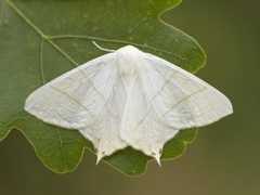 Stjertmåler (Ourapteryx sambucaria)