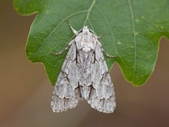 Psikveldfly (Acronicta psi)