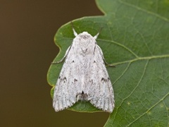 Hvitt kveldfly (Acronicta leporina)