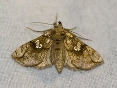 Tyrihjelmfly (Polychrysia moneta)