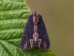 Syrefly (Dypterygia scabriuscula)