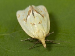 Vinkelpraktvikler (Agapeta hamana)