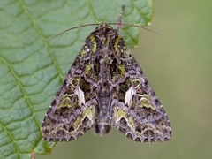 Meldefly (Trachea atriplicis)