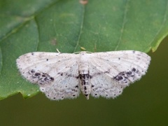 Flekkengmåler (Idaea dimidiata)