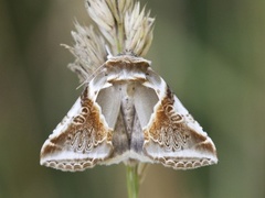 Prakthalvspinner (Habrosyne pyritoides)