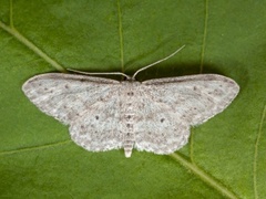 Grå engmåler (Idaea seriata)